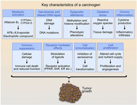 direct acting carcinogens|Key characteristics of carcinogens .